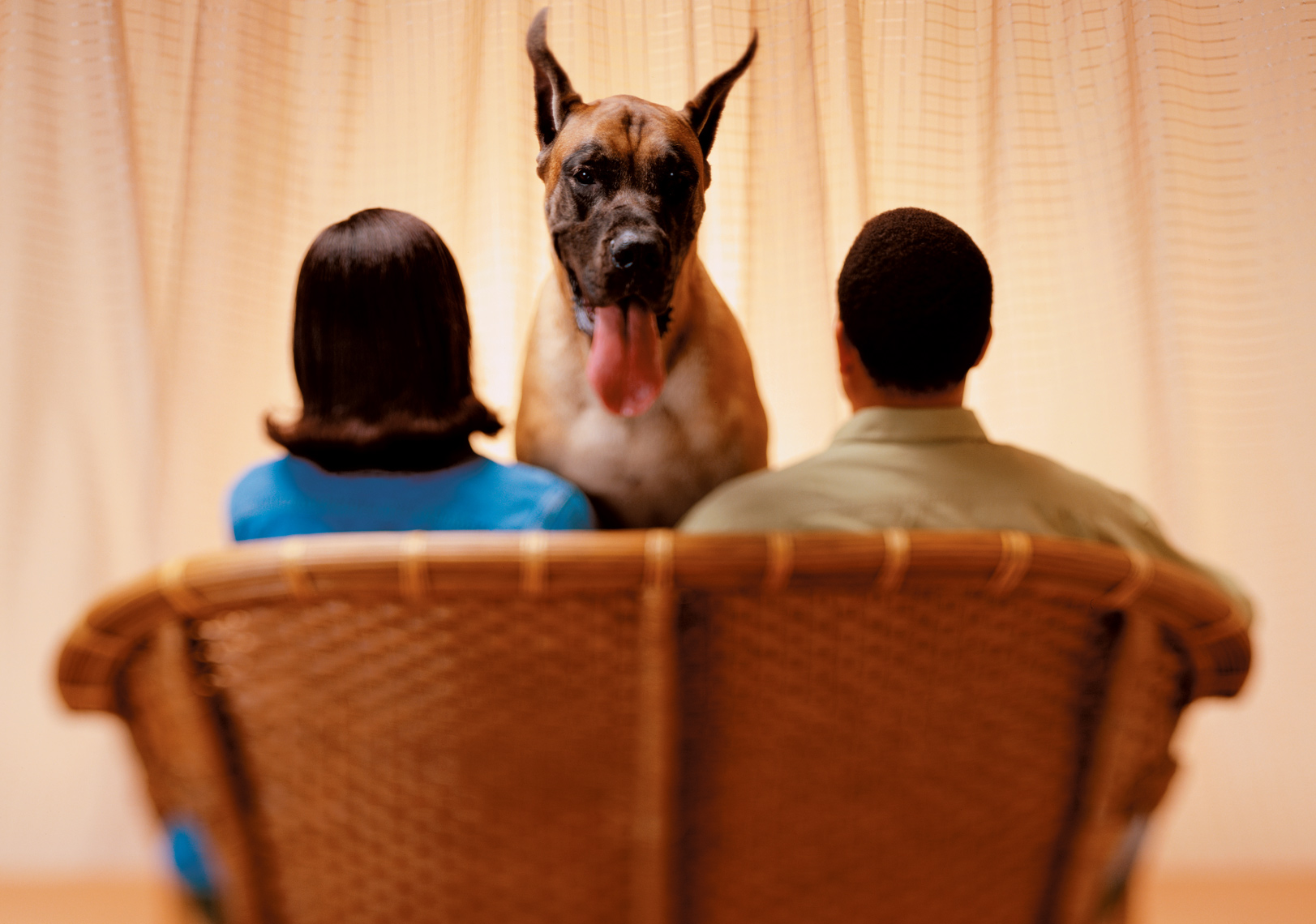 dog-great-dane-couple-sofa.jpg